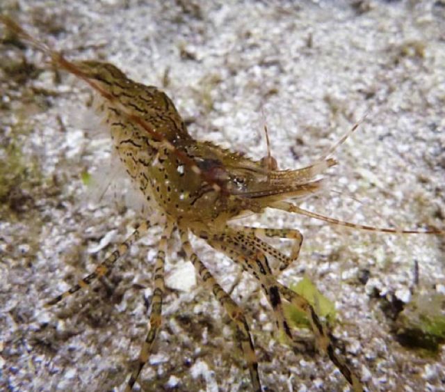 Coonstripe shrimp (Pandalus danae)