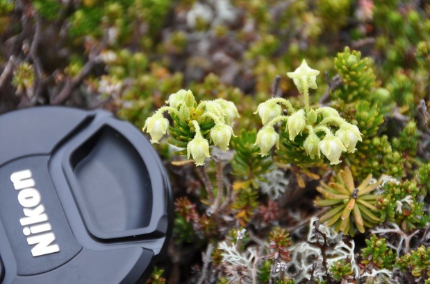 Yellow mountain-heather (Phyllodoce glanduliflora)