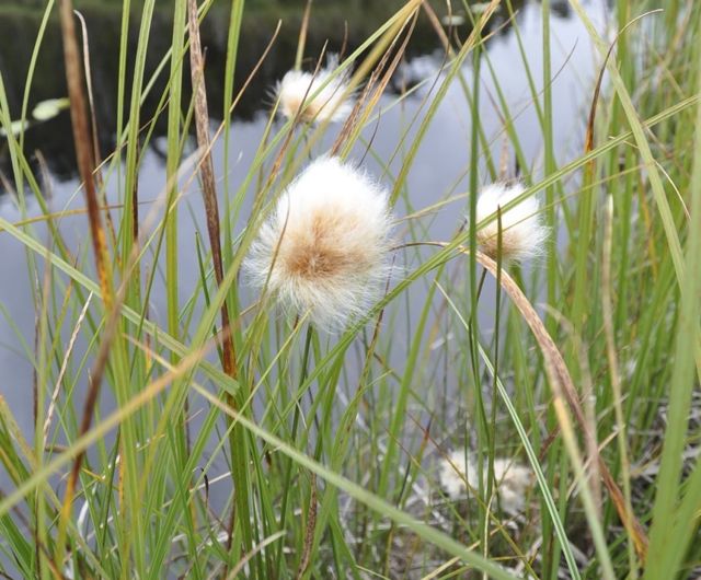 Chamisso's cotton-grass (Eriophorum chamissonis)