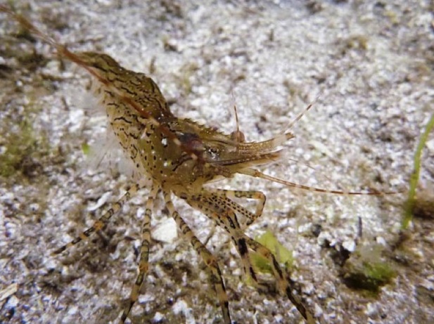 Coonstripe shrimp, dock shrimp (Pandalus danae)