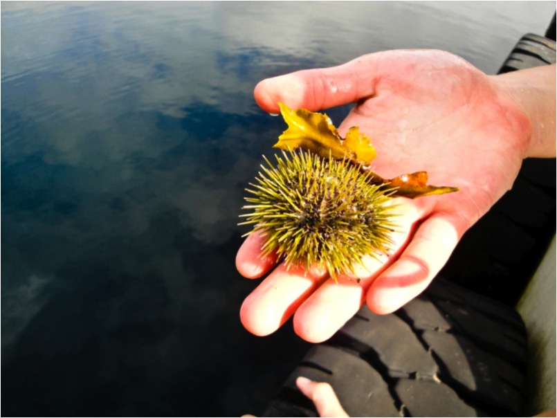 Green sea urchin (Strongylocentrotus droebachiensis)