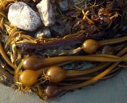 Bull kelp (Nereocystis leutkeana)