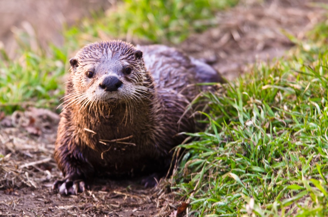 River otter (Lontra canadensis pacifica)