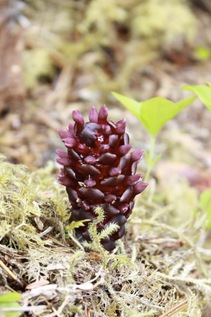 Vancouver groundcone (Boschniakia hookeri)