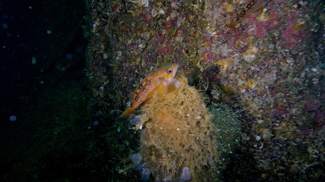 Yellowtail rockfish (Sebastes flavidus)