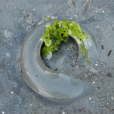 Lewis's moonsnail (Euspira lewisii)