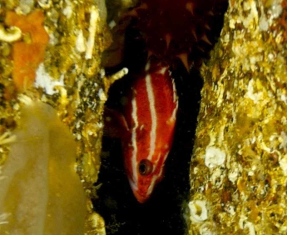 Yelloweye rockfish (Sebastes ruberrimus)