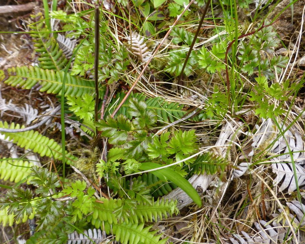 Fern-leaved goldthread (Coptis asplenifolia)