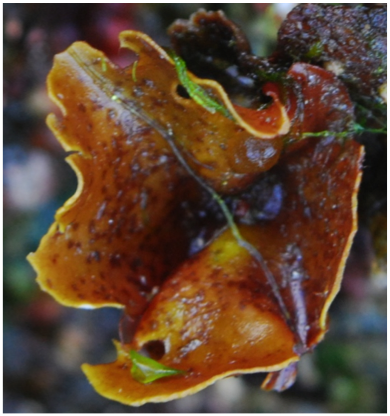 Cup and saucer seaweed (Constantinea simplex)