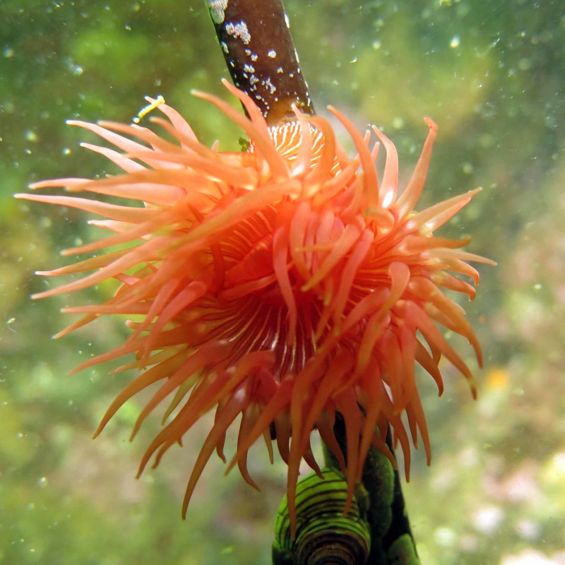 Brooding anemone, proliferating anemone (Epiactis lisbethae)