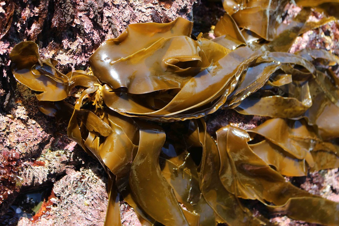 Stipeless kelp (Saccharina sessilis)