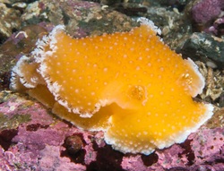 Orange peel nudibranch (Tochuina tetraquetra)