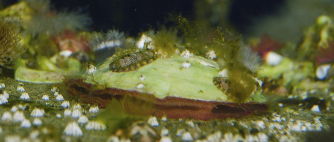 Green false-jingle (Pododesmus macrochisma)