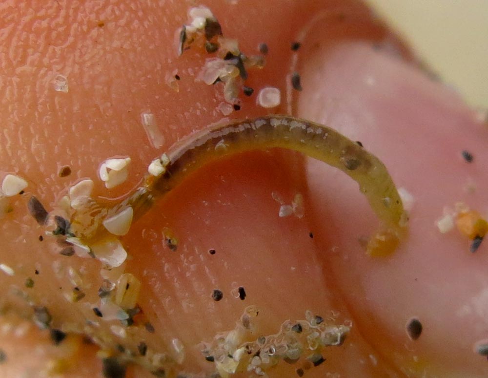 Tube-dwelling sea flea (​Ericthonius rubricornis)