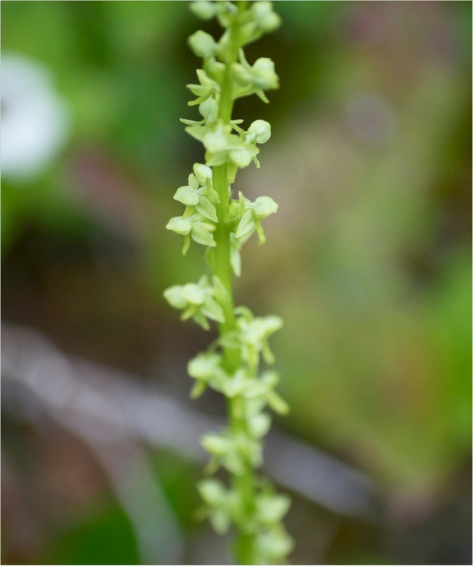 Slender bog-orchid (Platanthera stricta)