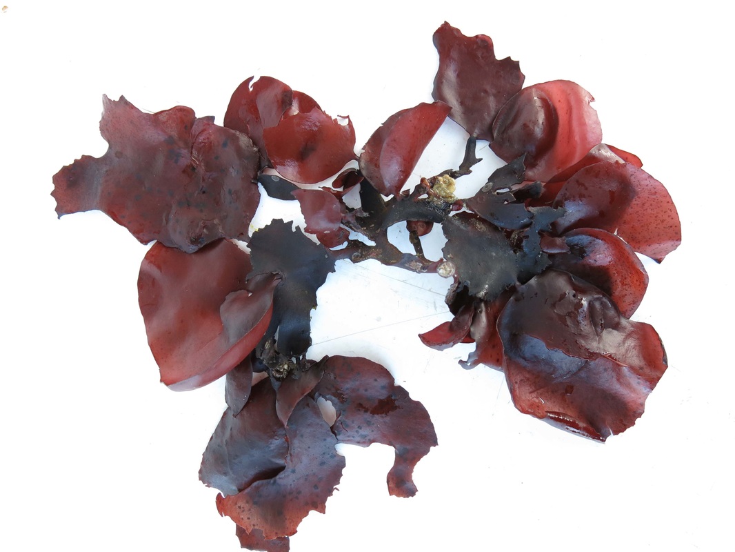 Red opuntia (Opuntiella californica)