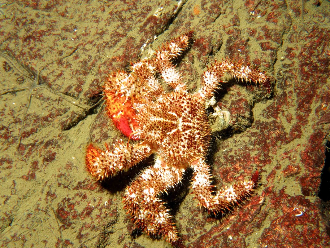 Spiny lithode crab, hairy-spined crab, red fur crab (Acantholithodes hispidus)