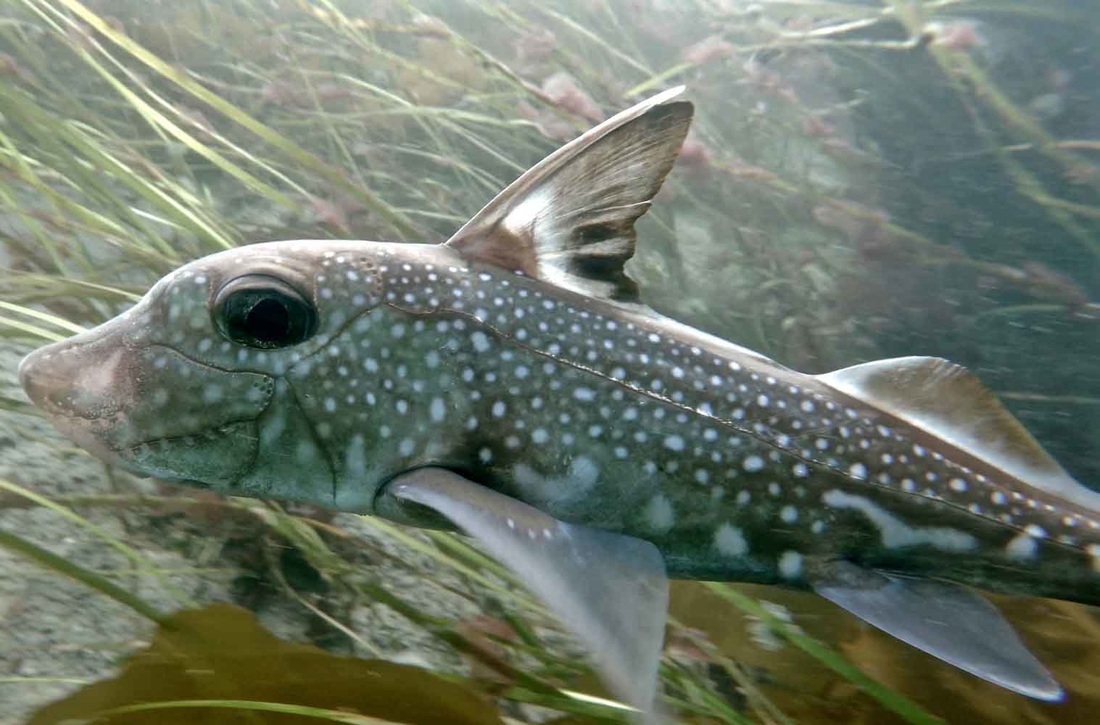 Spotted ratfish (Hydrolagus colliei)