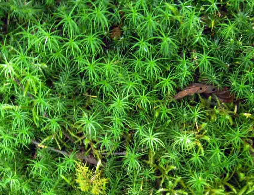 Common haircap moss (Polytrichum commune)