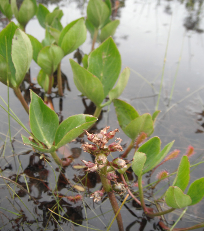 Buckbean (Menyanthes trifoliata)