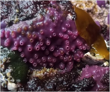 Purple encrusting sponge (Haliclona permollis)
