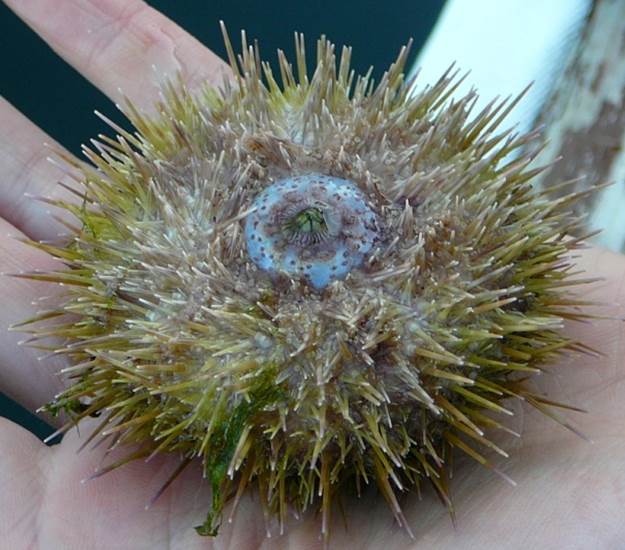 Green sea urchin (Strongylocentrotus droebachiensis)