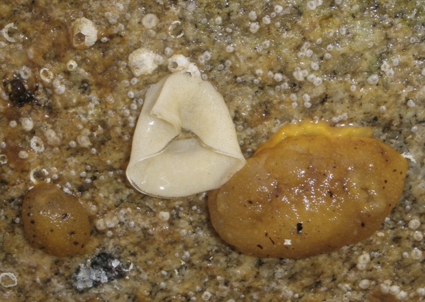 Monterey sea lemon (Doris montereyensis)