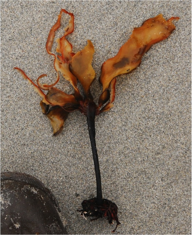 Wood-stemmed kelp (Pterygophora californica)