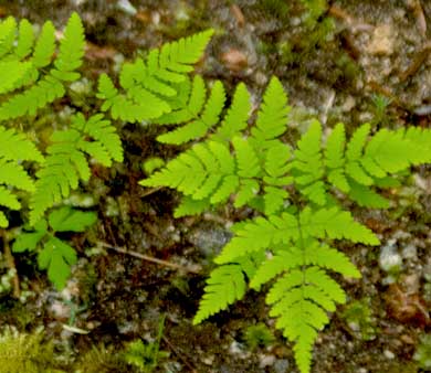 Western oak fern (Gymnocarpium disjunctum)