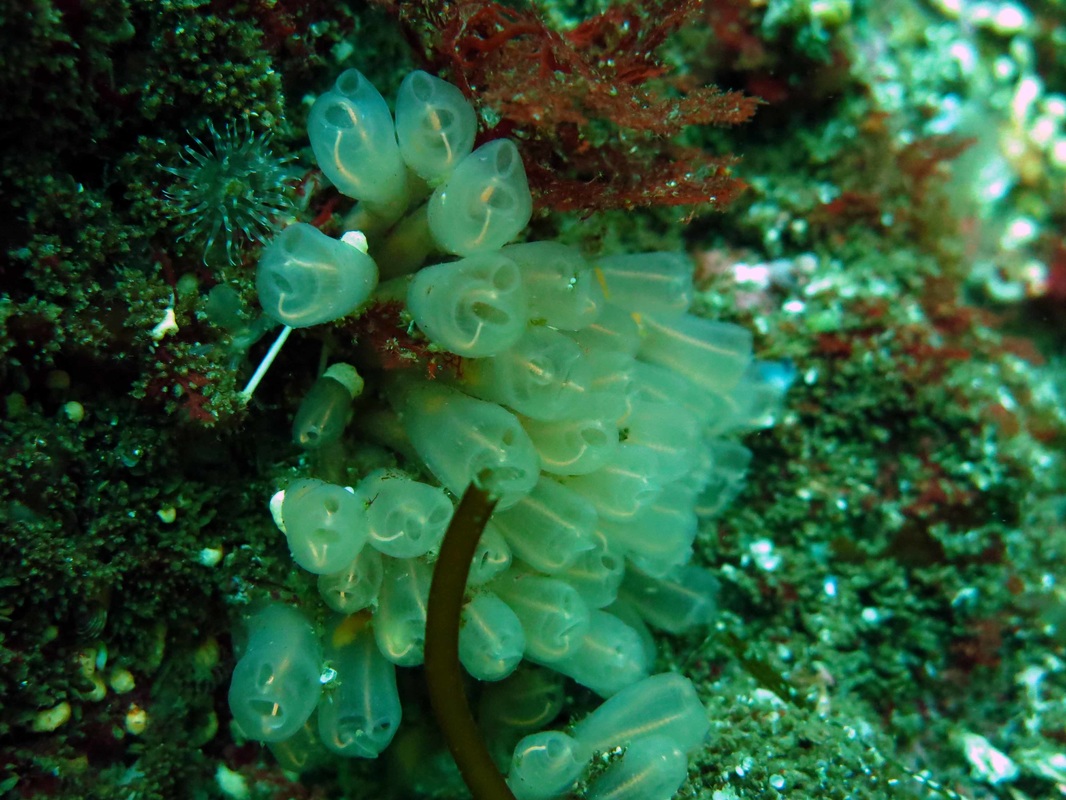 Lightbulb tunicate (Clavelina huntsmani)