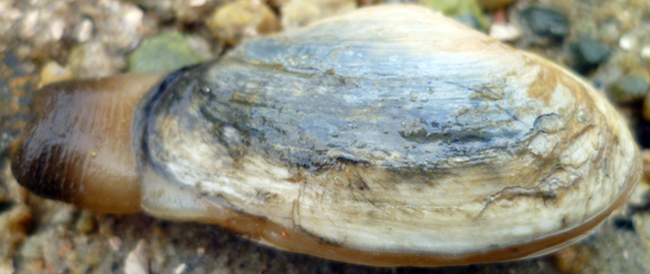Pacific gaper clam (Tresus nuttallii)