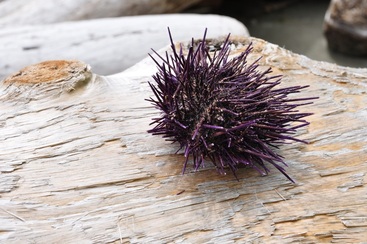 Purple sea urchin (Strongylocentrotus purpuratus)