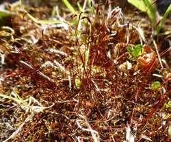 Red roof moss  (Ceratodon purpureus)