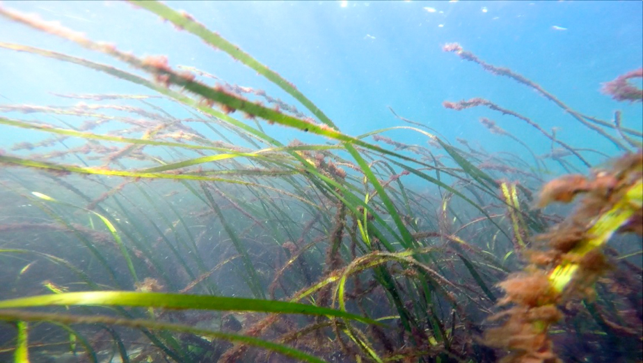 Seagrass laver (Smithora naiadum)