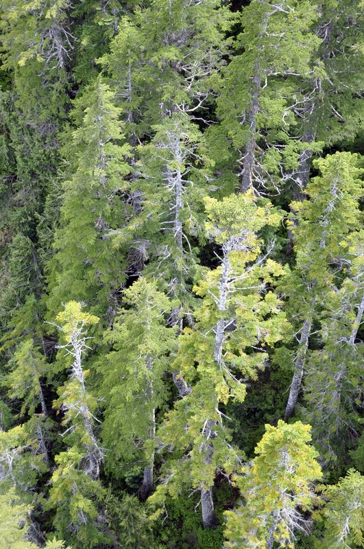 Amabilis fir, Pacific silver fir (Abies amabilis)