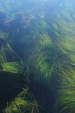 Scouler's surfgrass (Phyllospadix scouleri)