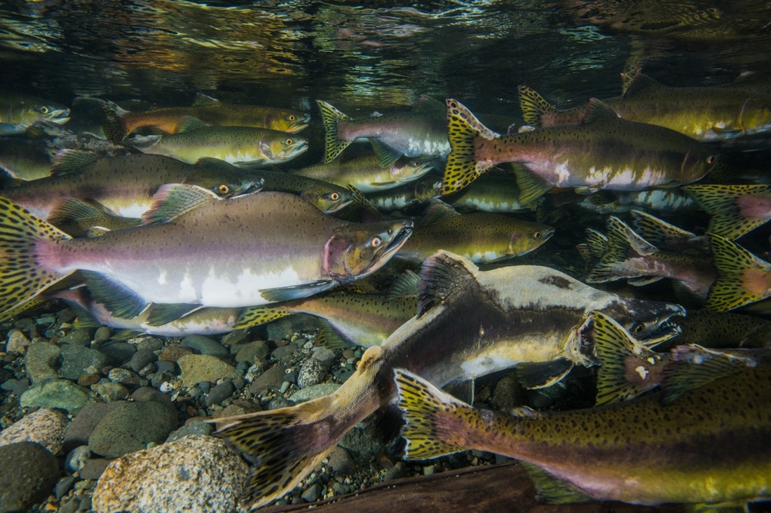 Pink salmon • Oncorhynchus gorbuscha - Biodiversity of the Central