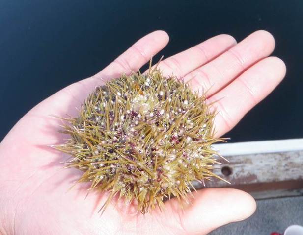 Green sea urchin (Strongylocentrotus droebachiensis)