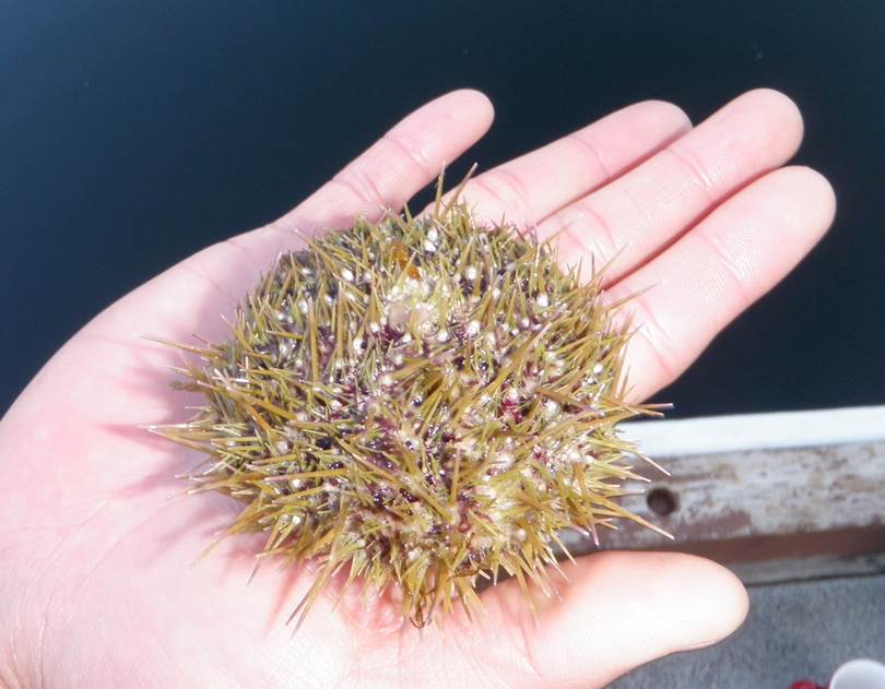 15 Tiniest sage green sea urchins 