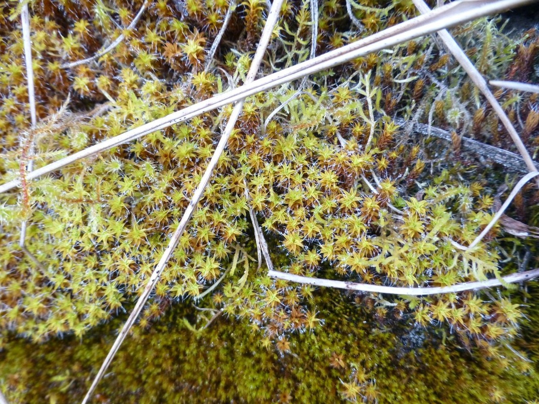 Sidewalk moss, hairy screw moss (Tortula ruralis)
