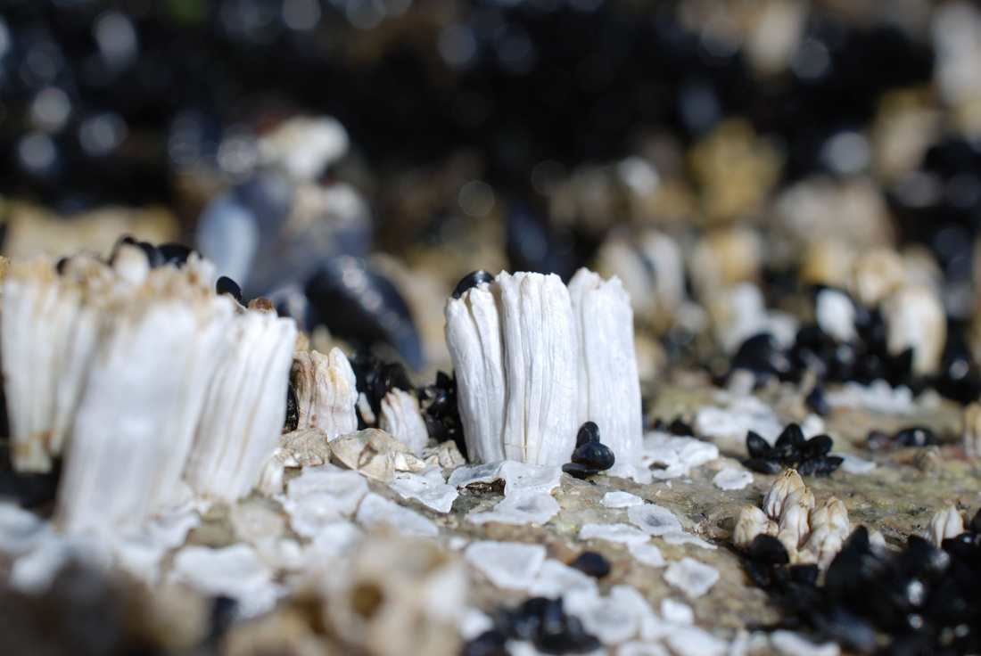 Acorn barnacle (Balanus glandula)
