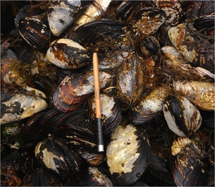 California mussel (Mytlius californianus)
