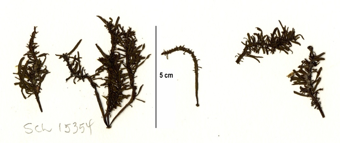 Fir needle (Analipus japonicus)