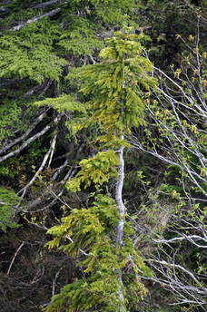 Amabilis fir, Pacific silver fir (Abies amabilis)