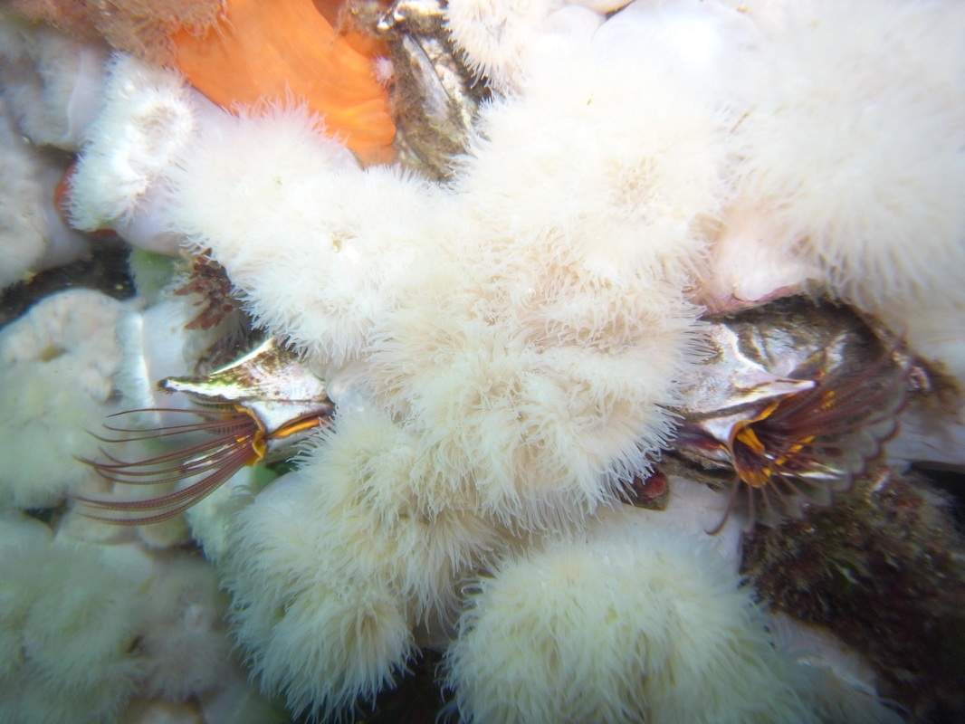 Giant barnacle (Balanus nubilus)