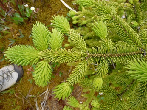 Sitka spruce  (Picea sitchensis)