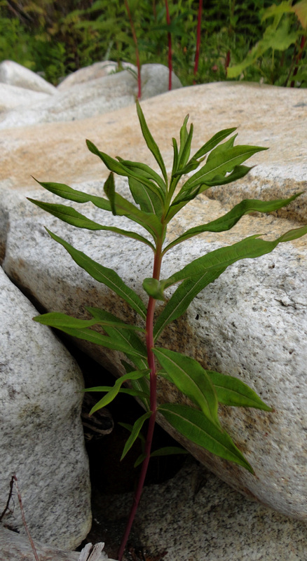 Fireweed (Epilobium angustifolium)