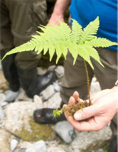 Narrow beech fern (Phegopteris connectilis)