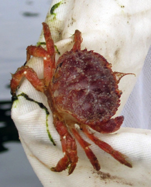 Pygmy rock crab (Glebocarcinus oregonensis, Cancer oregonensis)