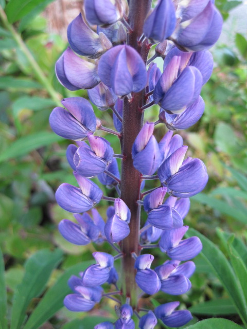 Large-leaved lupine (Lupinus polyphyllus ssp. polyphyllus)